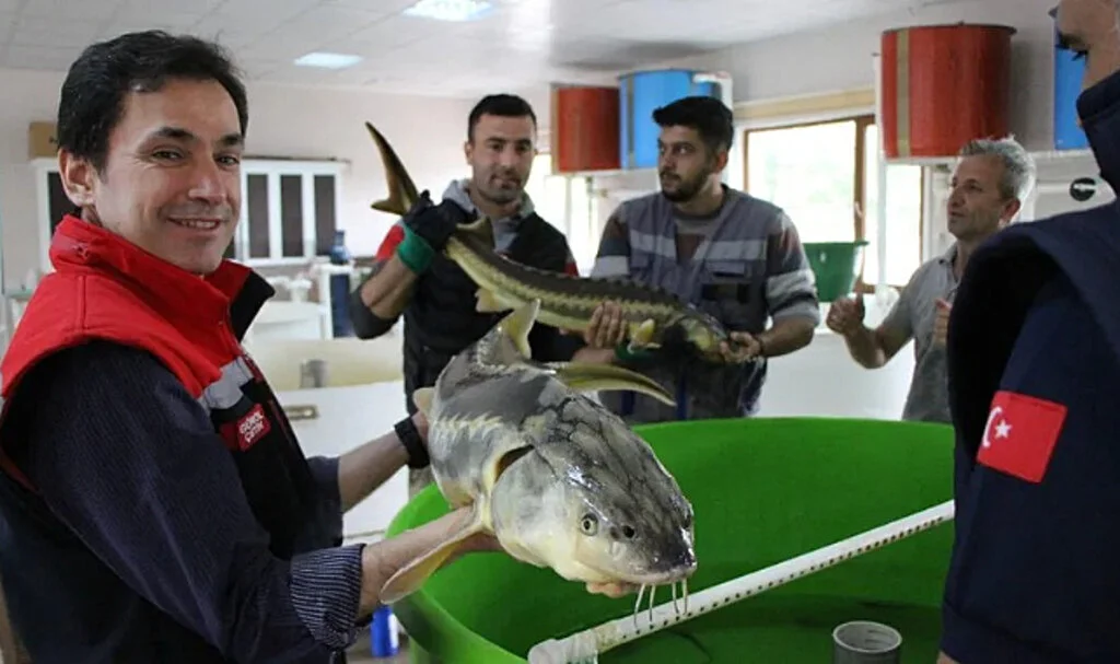 Mersin Balığının Havyarı Kilosu 2.500 Dolardan Satılıyor