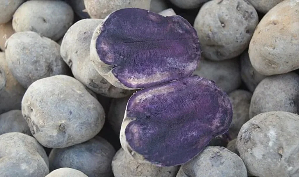 Mor Patates Üretimine Başlandı