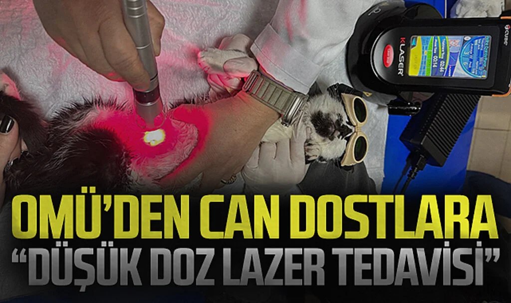OMÜ Hayvan Hastanesinde 'düşük doz lazer tedavi' hizmeti
