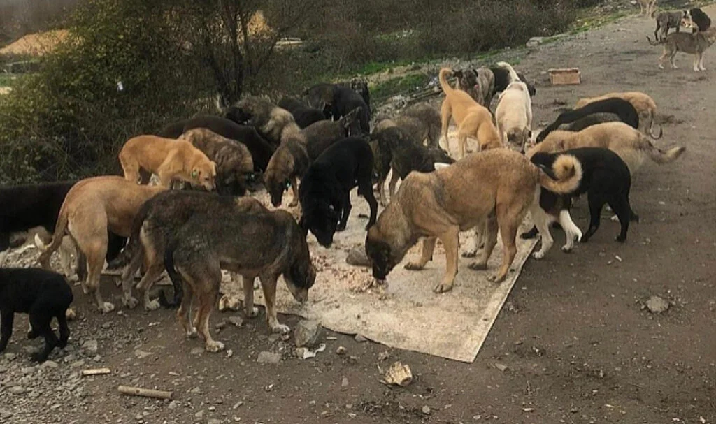 Sadece Kuduz Tehlikesi Olanlar mı Uyutulacak?