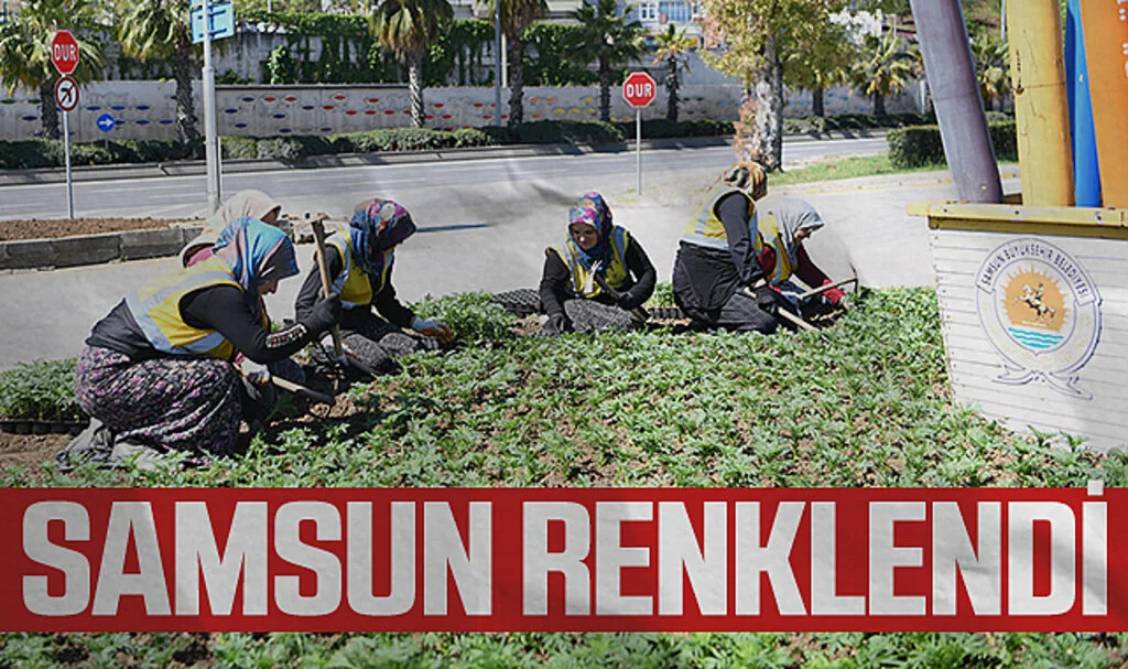 Samsun 500 bin kadife çiçeği ile renklendirildi