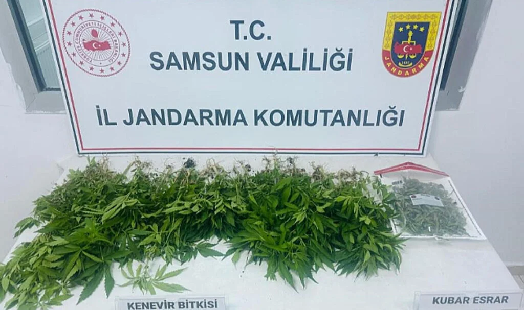 Samsun Çarşamba'da Kenevir Operasyonu: 1 Gözaltı