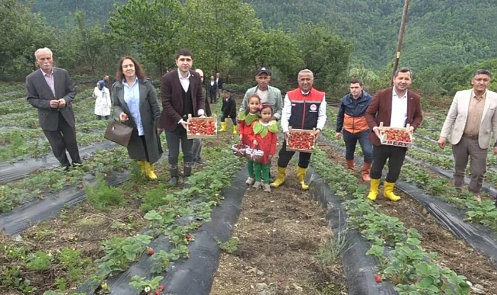 Samsun'da Bin Rakımda Yetişen Alaçam Çileği Pazar Sorunu Yaşamıyor