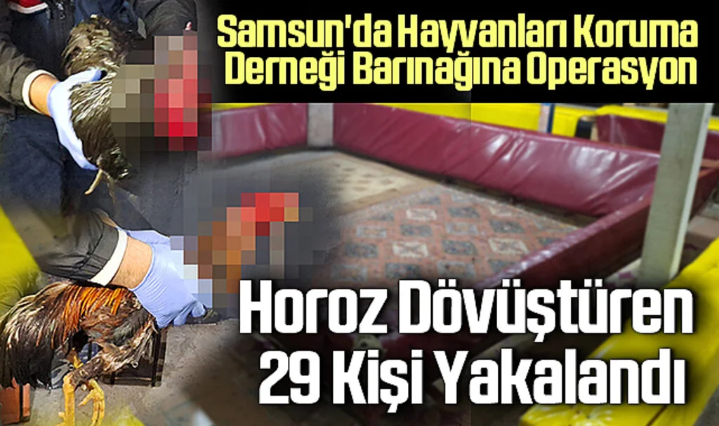 Samsun'da Hayvanları Koruma Derneği Barınağına Operasyon: Horoz Dövüştüren 29 Kişi Yakalandı
