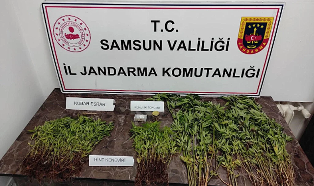 Samsun'da Jandarmadan Kenevir Operasyonu: 399 Kök Kenevir Ele Geçirildi