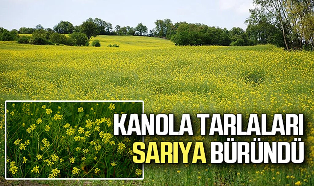 Samsun'da Kanola Tarlaları Sarıya Büründü!