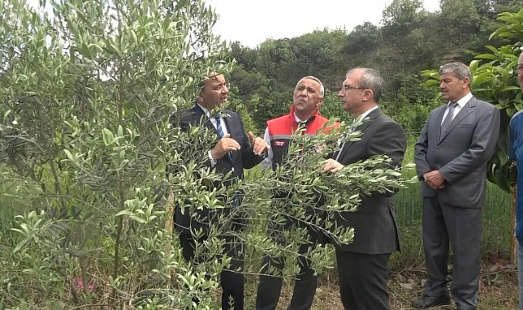 Samsun'un Zeytincilik Geleceği Yeniden Yeşeriyor: Bafra'da Örnek Zeytin Bahçesi Kuruldu
