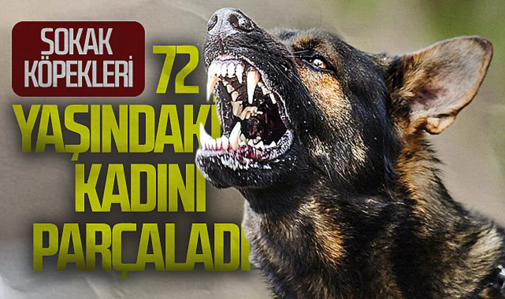 Sokak Köpekleri 72 Yaşındaki Kadını Parçaladı!