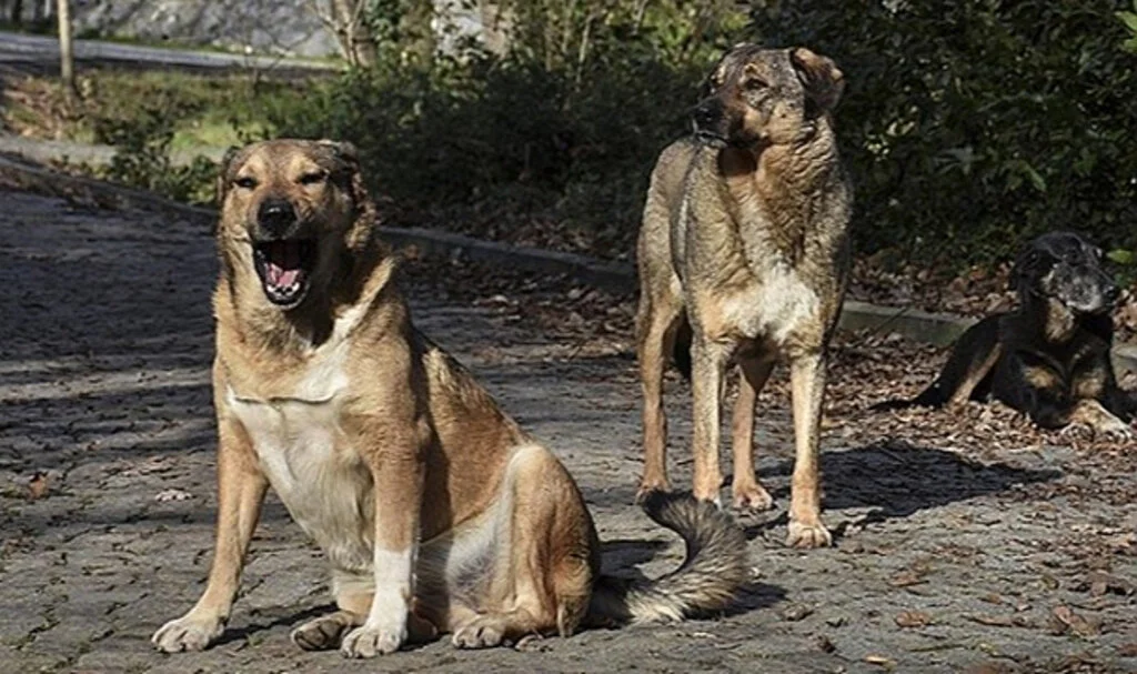 Sokak Köpekleri İçin Yeni Düzenleme Meclis'e Geliyor
