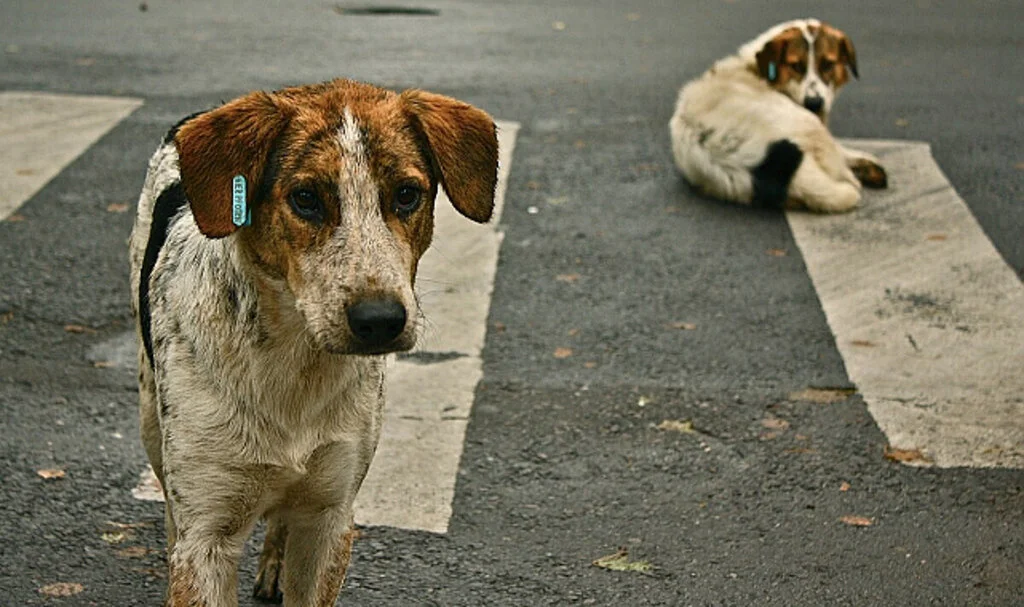 Sokak Köpekleri İçin Yeni Yasa Teklifi: Belediyelere Yaptırım Geliyor