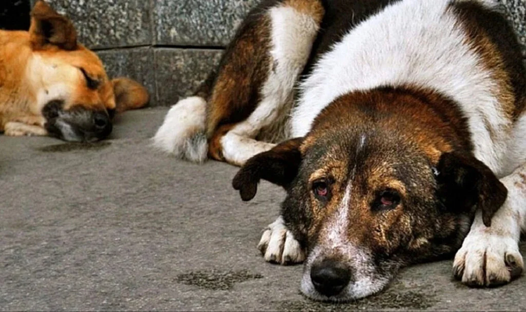 Sokak Köpekleri Uyutulacak Mı?