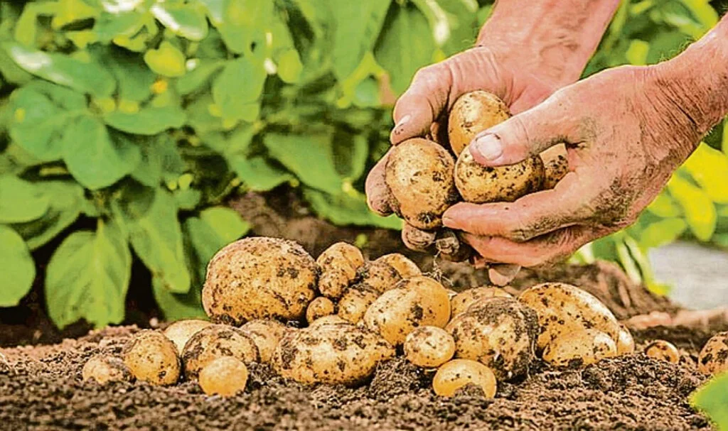 Tarlada Para Etmiyor, Markette 20 Lira