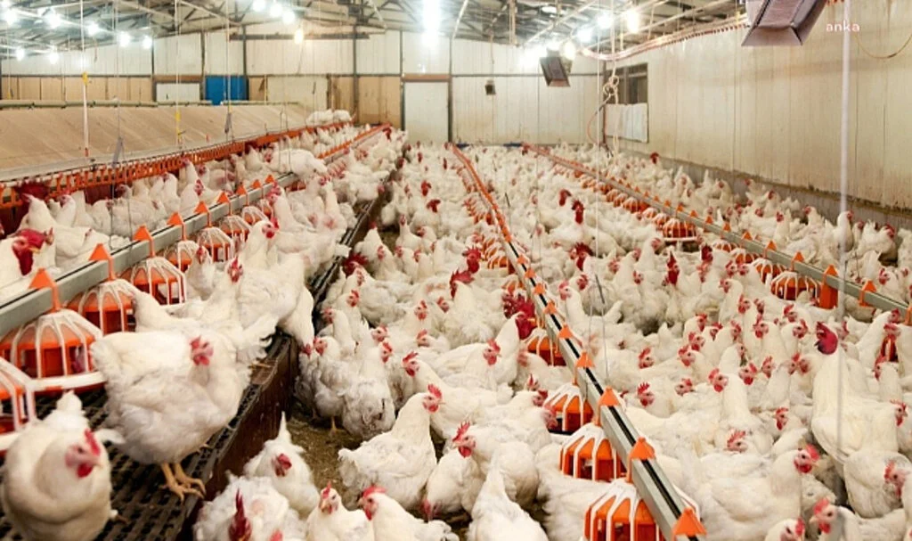 TÜİK: Tavuk Eti ve Yumurta Üretiminde Artış Devam Ediyor