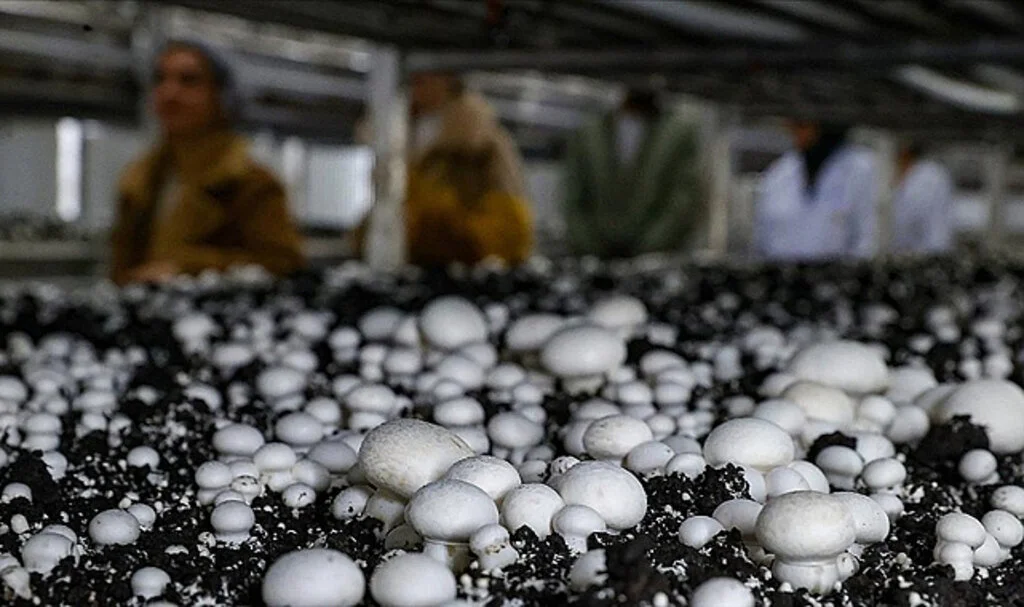 Üreticilere Yeni Destek Başladı: Tarımsal Kredilere Yönelik Esaslar Belirlendi