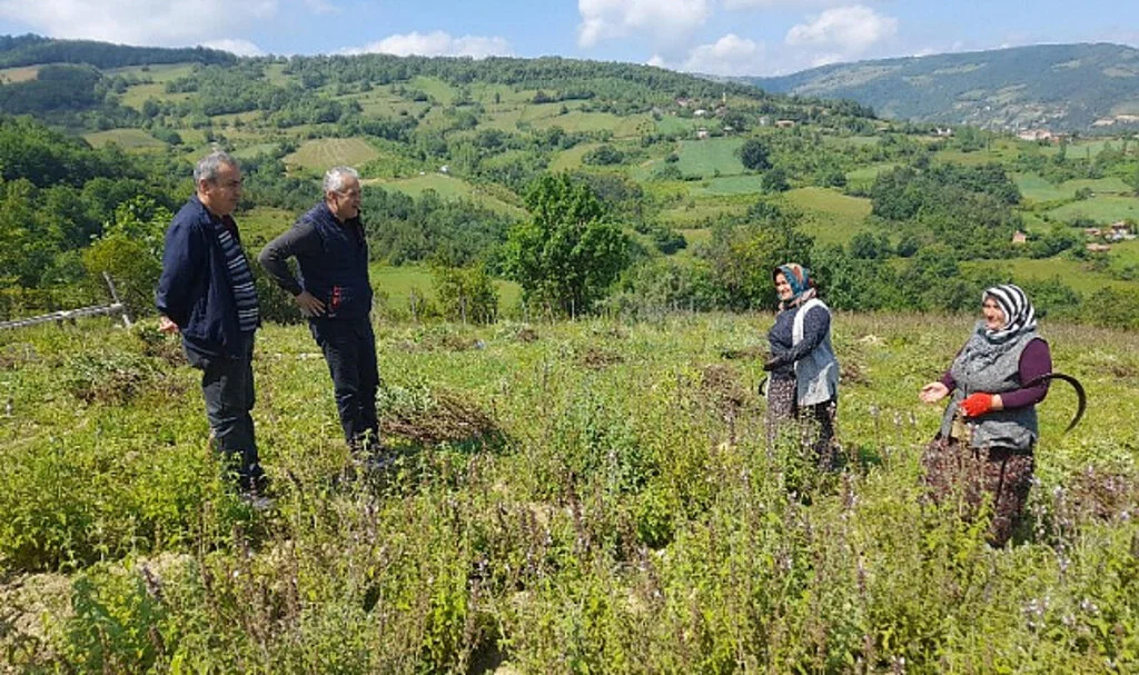 Yakakent'te Anadolu Adaçayı Hasadı Başladı