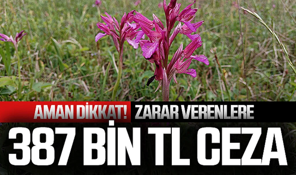 Zarar verenlere 387 bin TL para cezası kesiliyor!