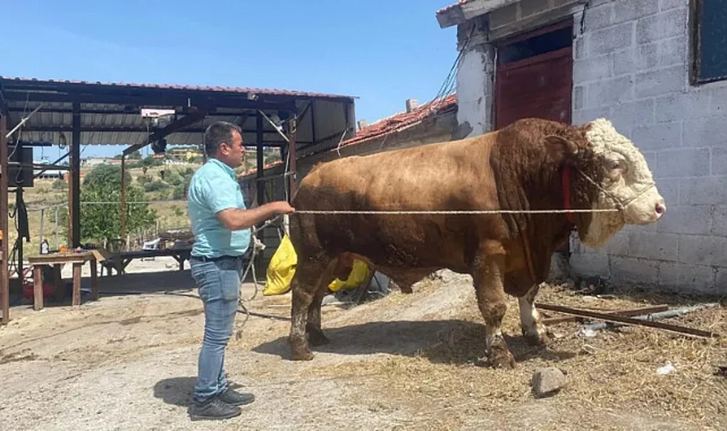 1,7 Tonluk Devasa Boğa Satışta