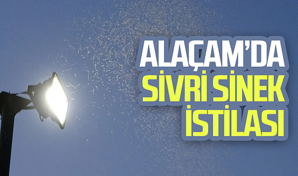  Alaçam'da sivri  sinek istilası 