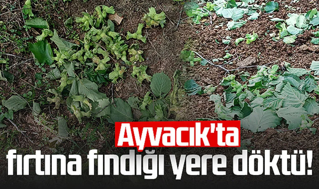 Ayvacık'ta Fırtına Fındığı Yere Döktü!