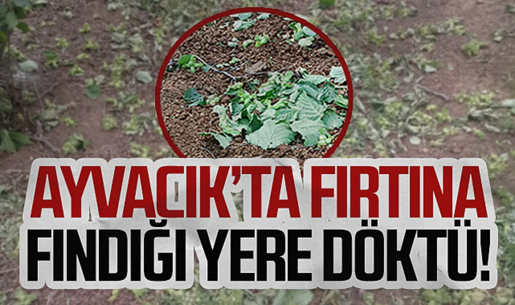 Ayvacık'ta fırtına fındığı yere döktü!