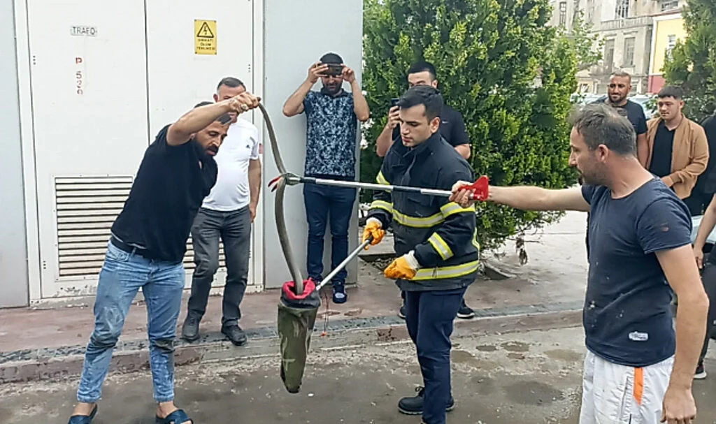 Bafra'da Yılan Operasyonu