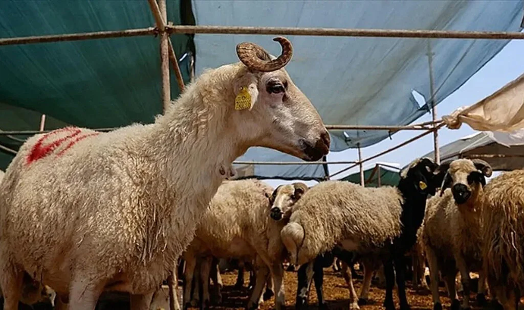 Bakan Koca'dan Kurban Bayramı Önerisi: Eti Bir Gün Dinlendirin