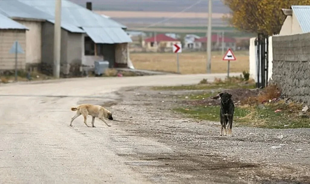 DSÖ Uyarıyor: Sahipsiz Köpekler Kuduz Riskini Artırıyor!