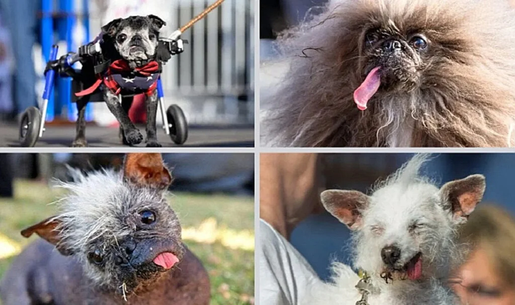 En Çirkin Köpek Yarışmasını Pekinez Wild Thang Kazandı