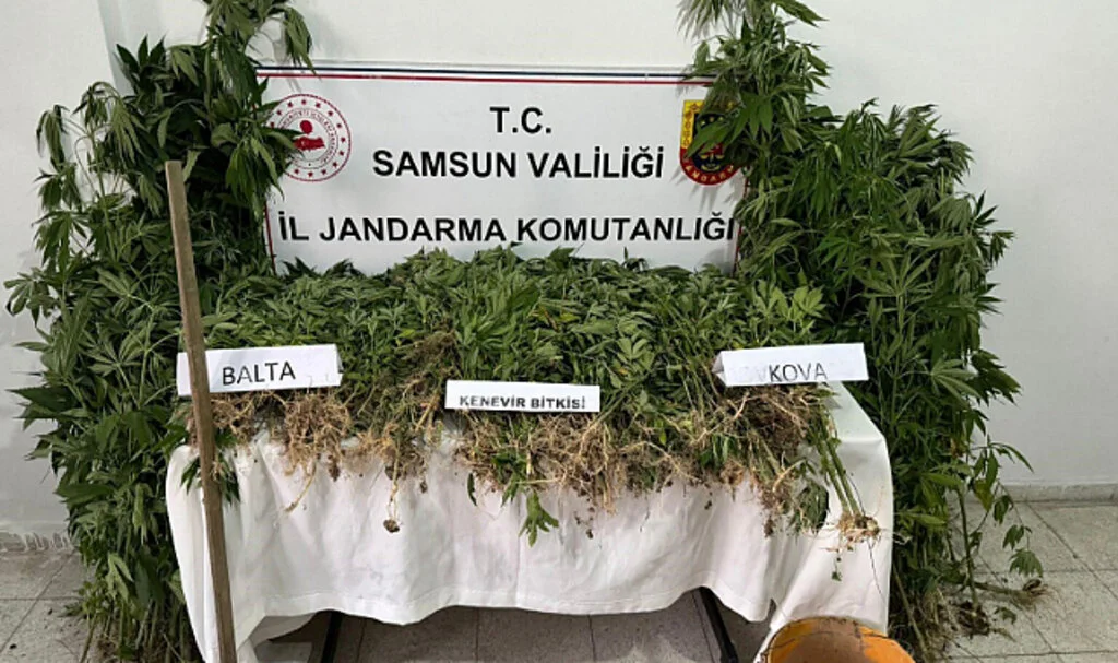 Jandarmadan yasadışı kenevir ekimi yapan şahsa gözaltı