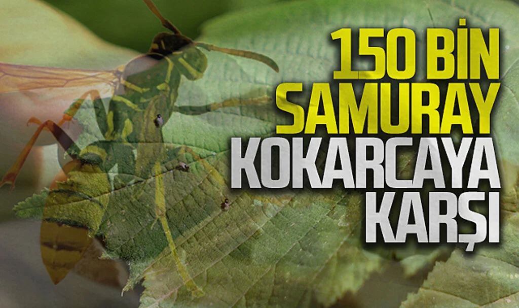 Kahverengi Kokarca ile Mücadelede 14 Bin 'Samuray Arısı' Doğaya Salındı