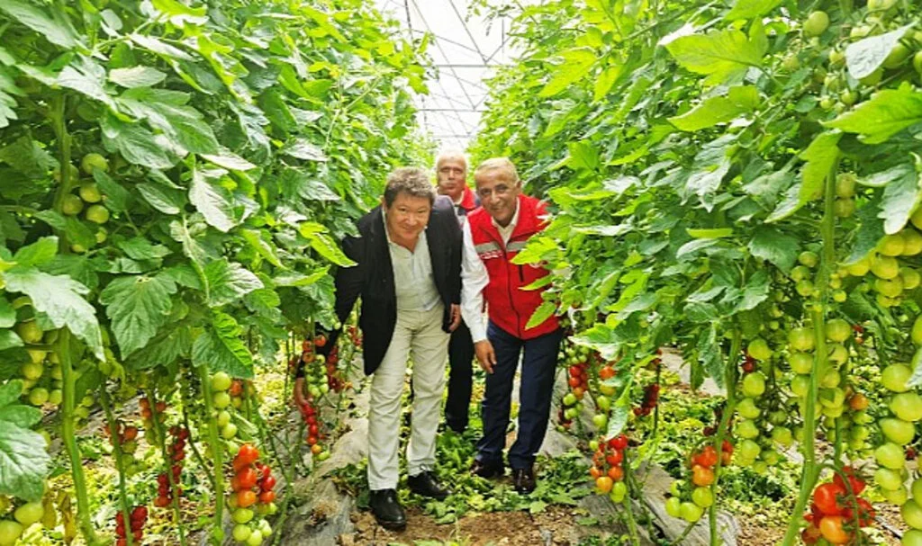 Karadeniz’in en büyük sebze serasında sezonun ilk domates hasadı yapıldı