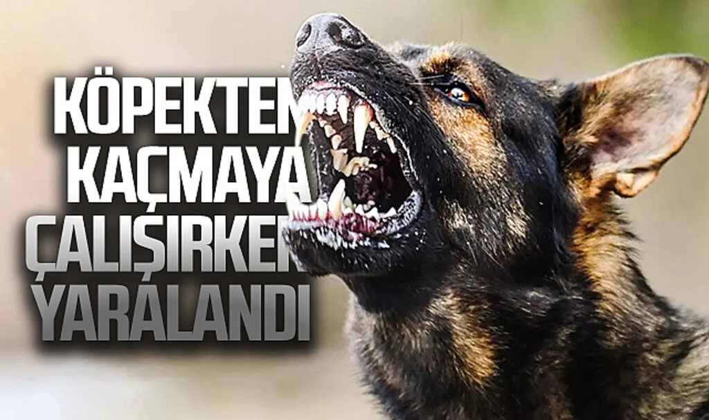 Köpekten kaçmaya çalışırken yaralandı