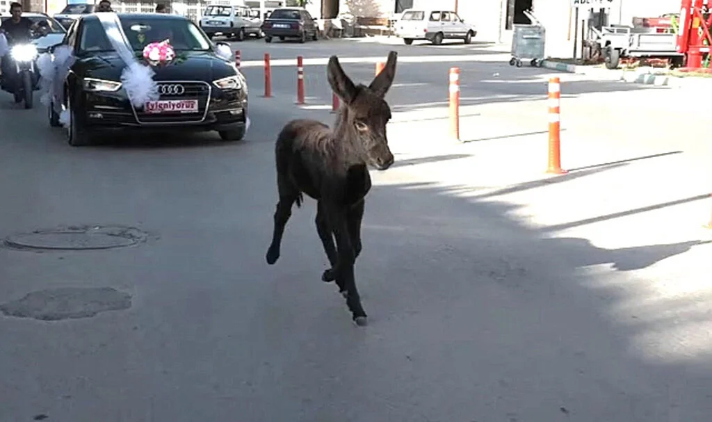 Kütahya'da Düğün Konvoyuna Katılan Sıpa