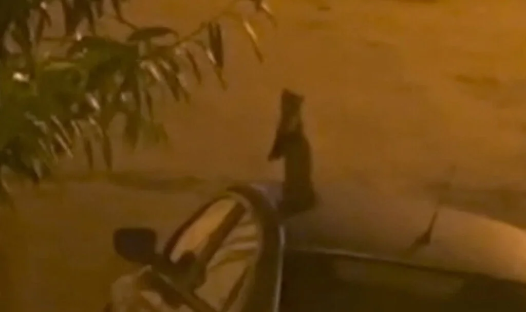 Nesli tükenme tehlikesinde olan sansar sokakta yemek ararken görüntülendi
