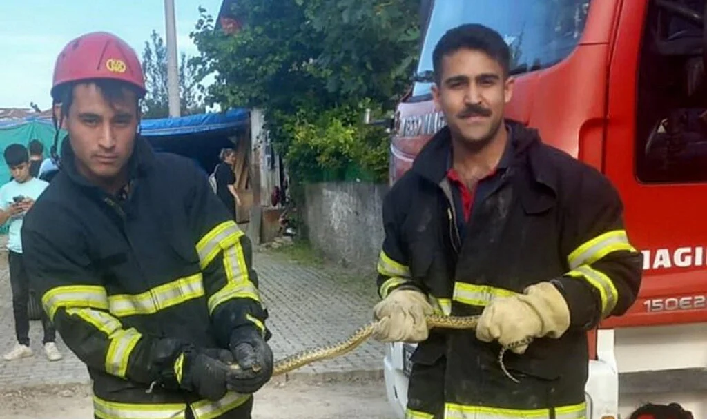 Samsun'da İtfaiyenin Yılan Mesaisi: 1 Haftada 5 Yılan İhbarı