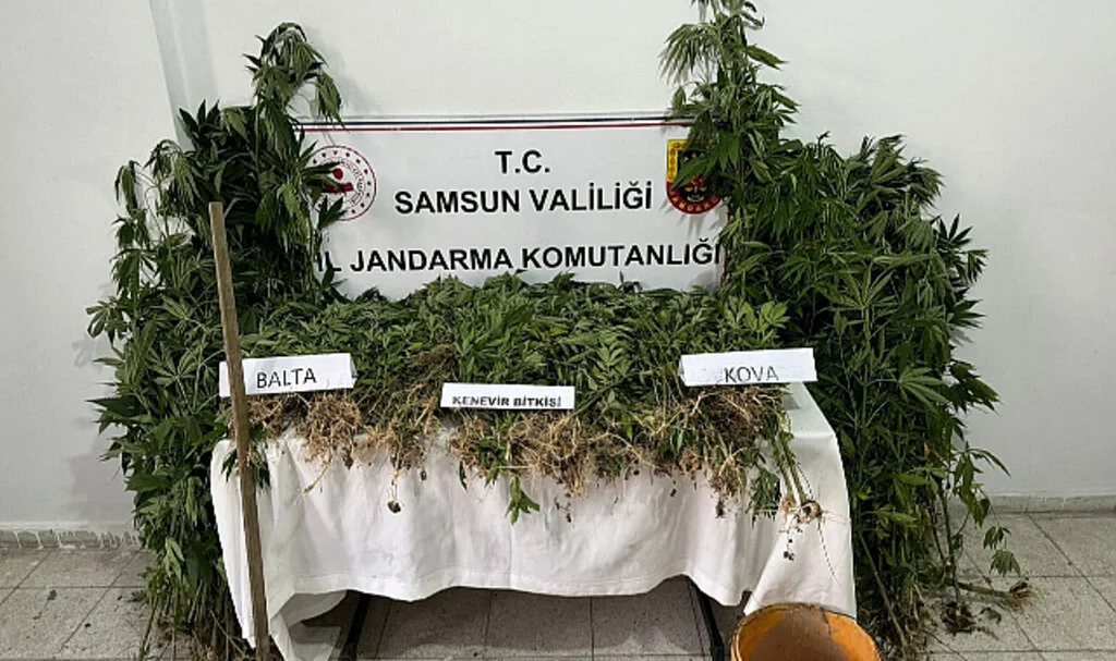 Samsun Tekkeköy’de 1430 Kök Hint Keneviri Operasyonu