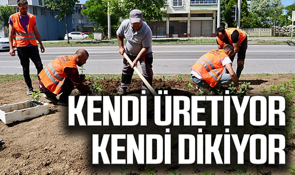 Terme Belediyesi Kendi Ürettiği Çiçekleri Dikiyor