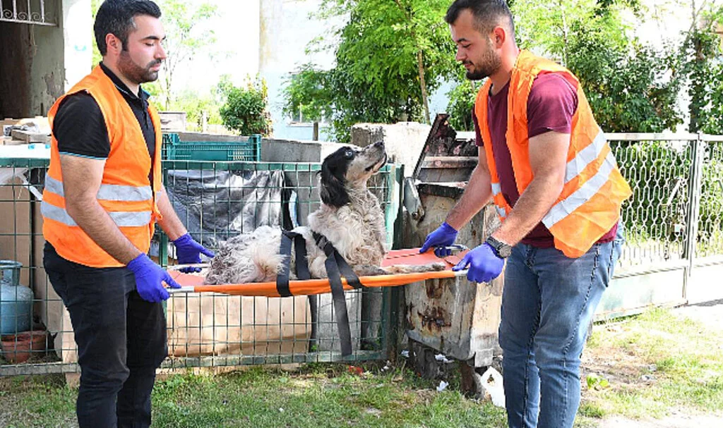 Yaralı Köpek Terme Belediyesi ile Hayata Döndü