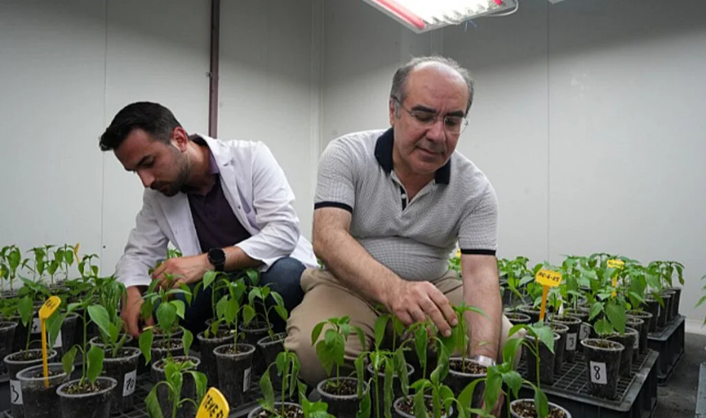 Yüksek Sıcaklık ve Kuraklık Stresine Dayanıklı Biberler Geliyor