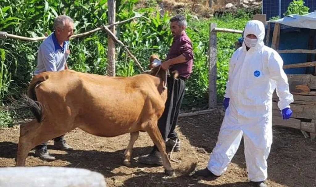 Adana Feke'de Şarbon Hastalığı Tespit Edildi, Aşılama Başladı