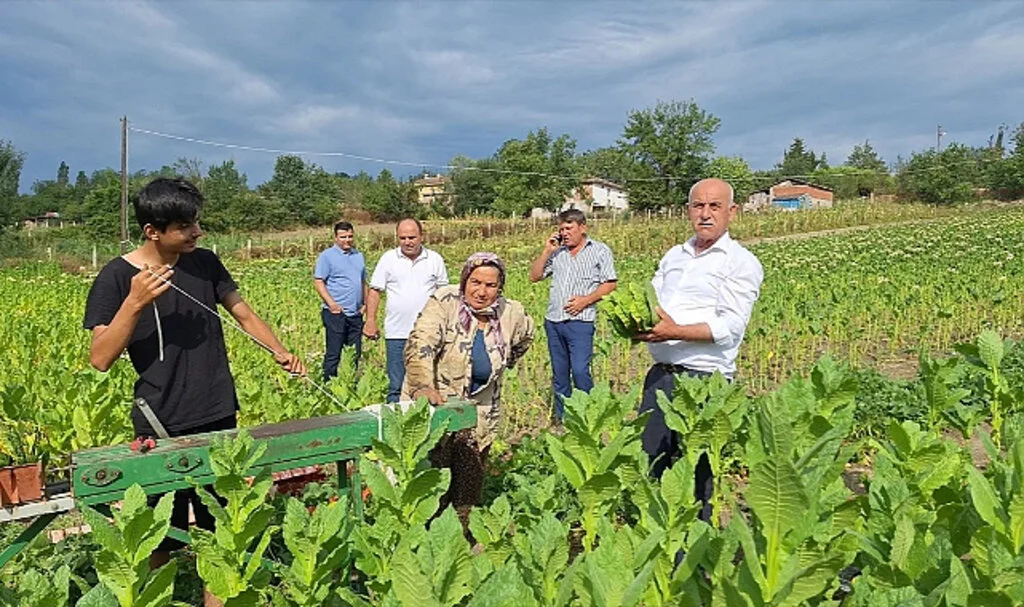 Bafra Ovası'nda Tütün Hasadı Başladı: Çiftçiler Destek Bekliyor