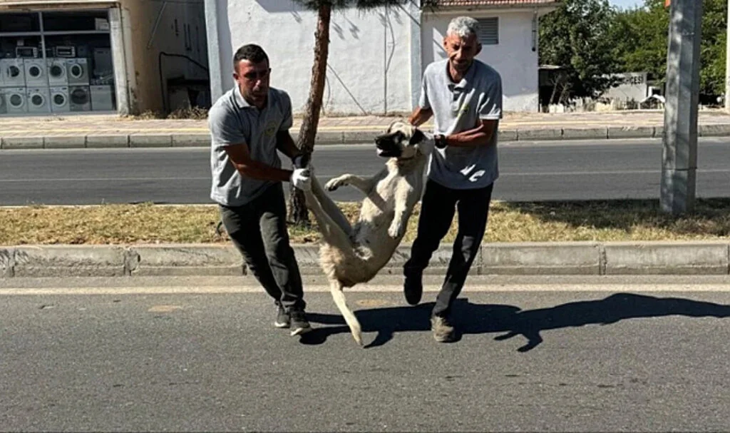 Başıboş Köpek Yasası Sonrası İlk Harekete Geçen Belediye: Silvan Belediyesi