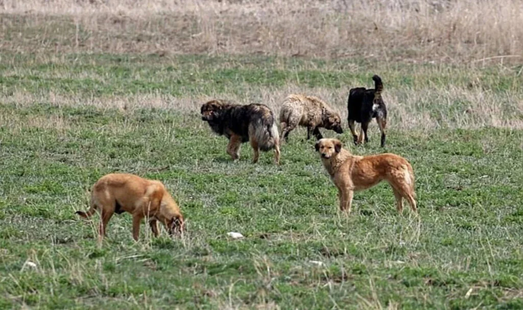 Başıboş Sokak Köpekleri Tasarısı Hazır