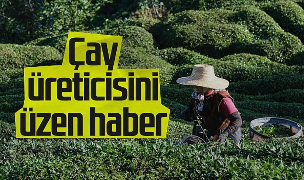 ÇAYKUR, Yaş Çay Alımında Kontenjanı Düşürdü
