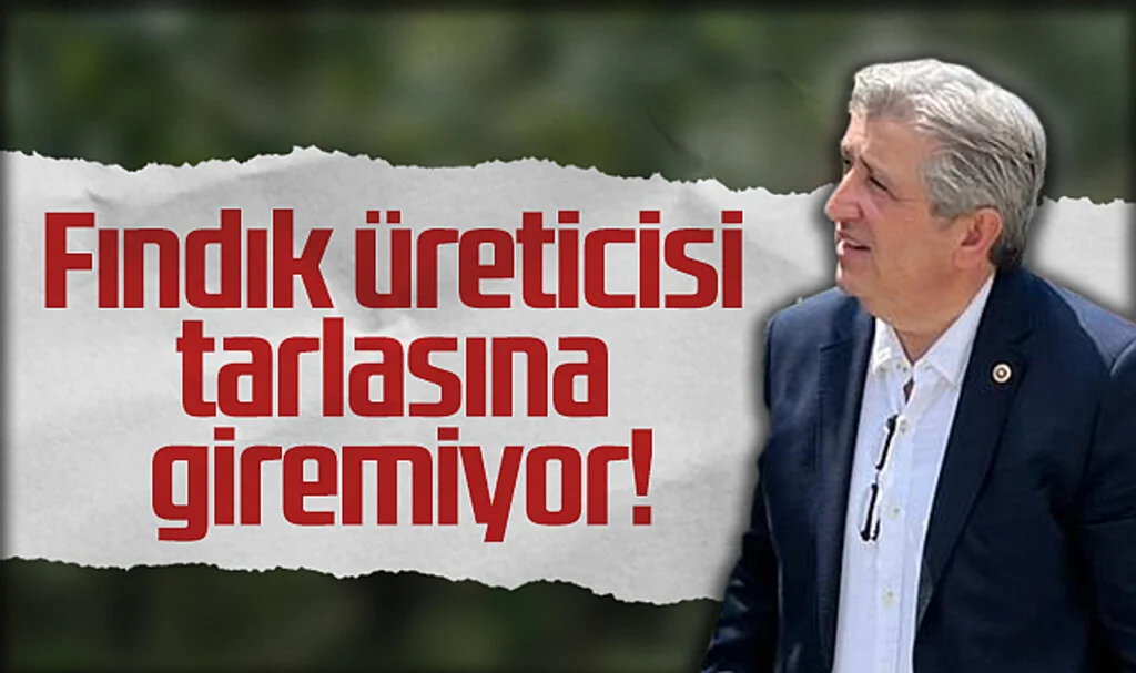 CHP Samsun Milletvekili Murat Çan: Fındık Üreticisi Tarlasına Giremiyor!
