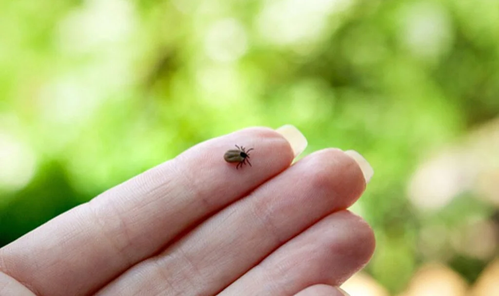 Doğu Karadeniz'de Bu Yaz Korkulan Kene Vakaları Artışı Görülmedi