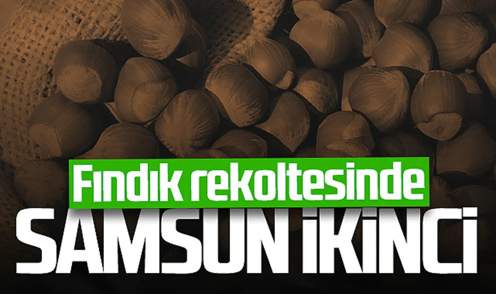 Fındık Rekoltesinde Samsun İkinci Sırada