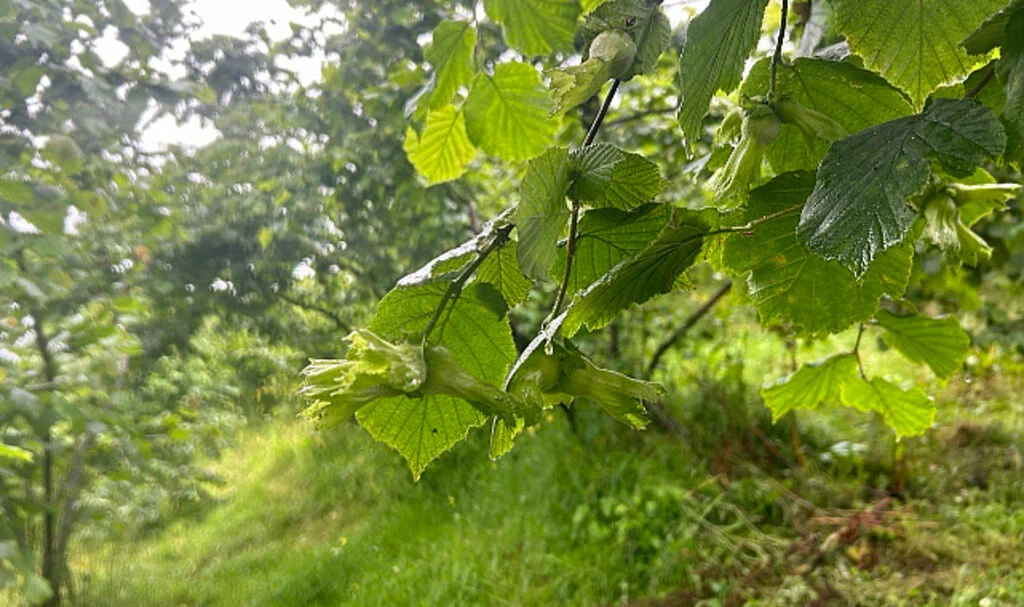 Giresun’da fındık rekolte çalışmaları tamamlandı