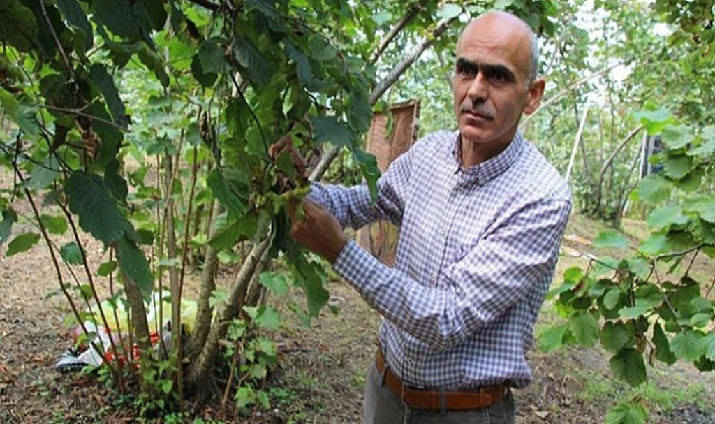 Giresun Ziraat Odası Başkanı Tahminlere İnanmadı Kendi Rekoltesini Açıkladı 