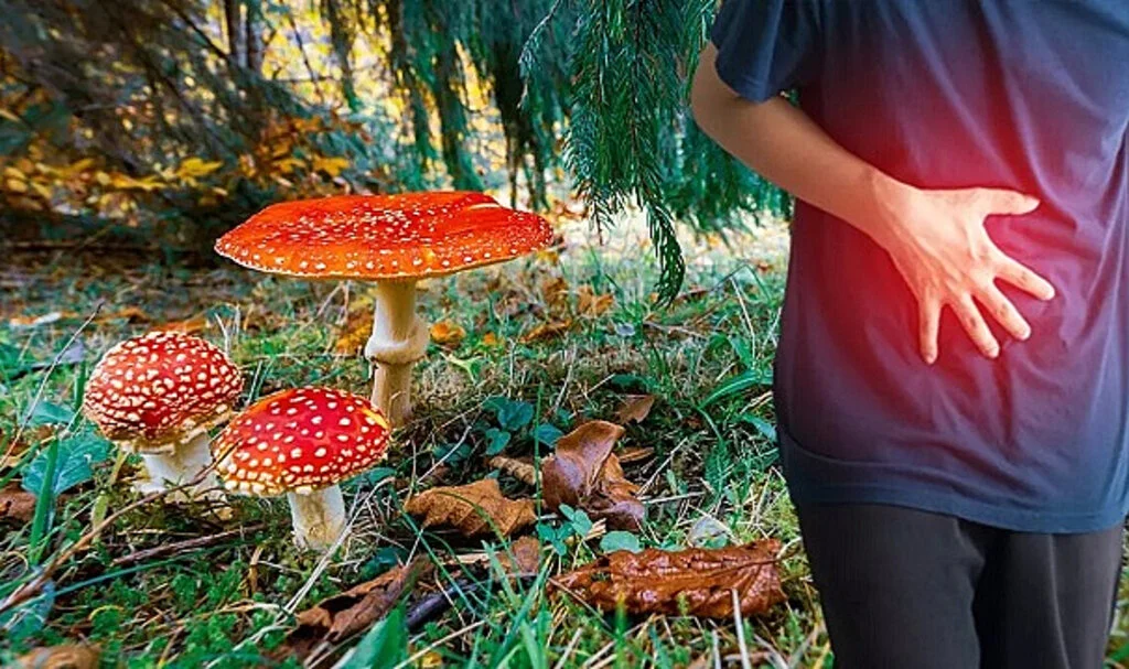 Gümüşhane'de Mantar Zehirlenmesi: 9 Kişi Hastaneye Kaldırıldı